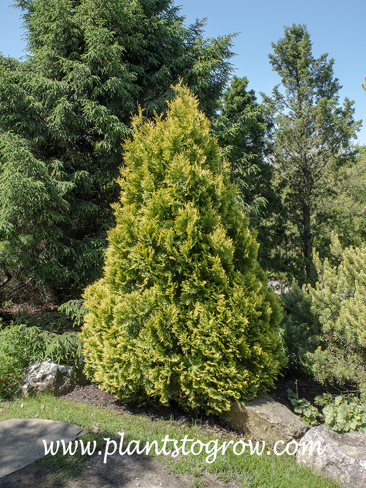 Europe Gold Arborvitae (Thuja occidentalis)
Not a lot of data about this plant and most is recycled data. Listed as 8-12 feet tall.  This plant  is reaching this size.
